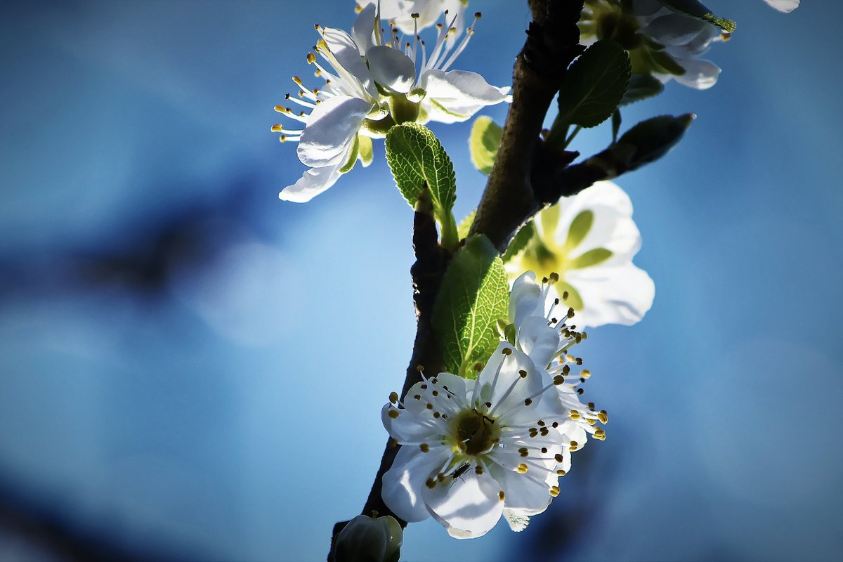 Fleurs de prunier