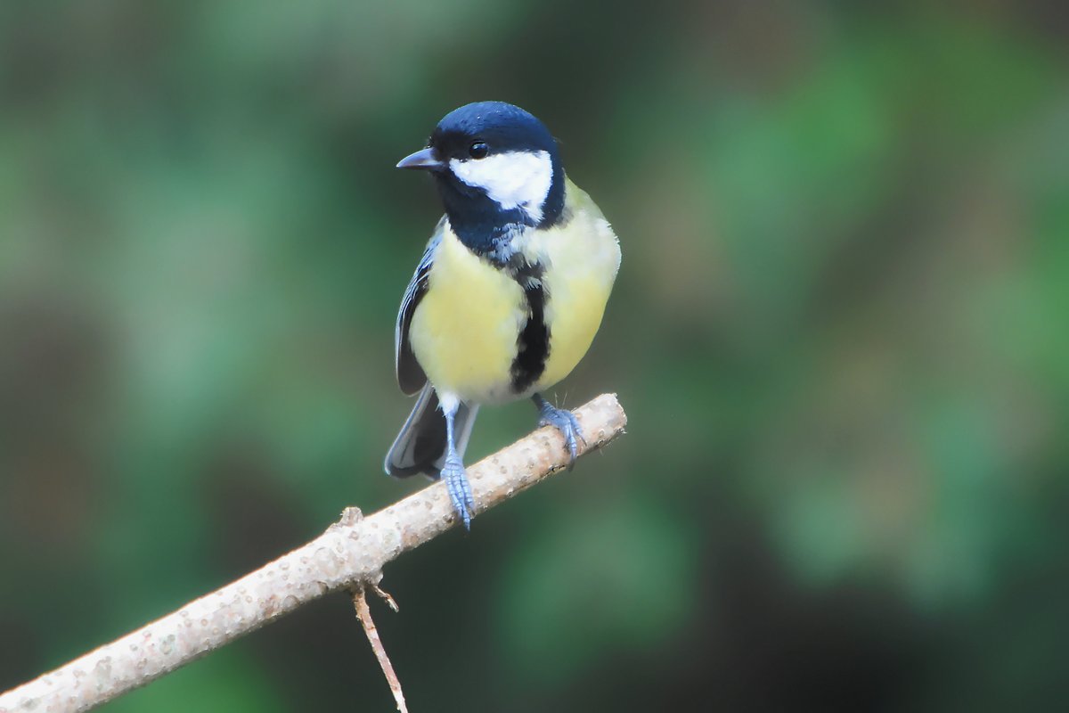 Mésange charbonnière