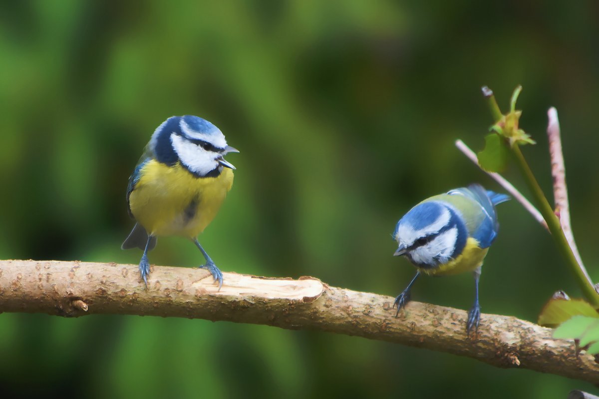 Mésanges bleues