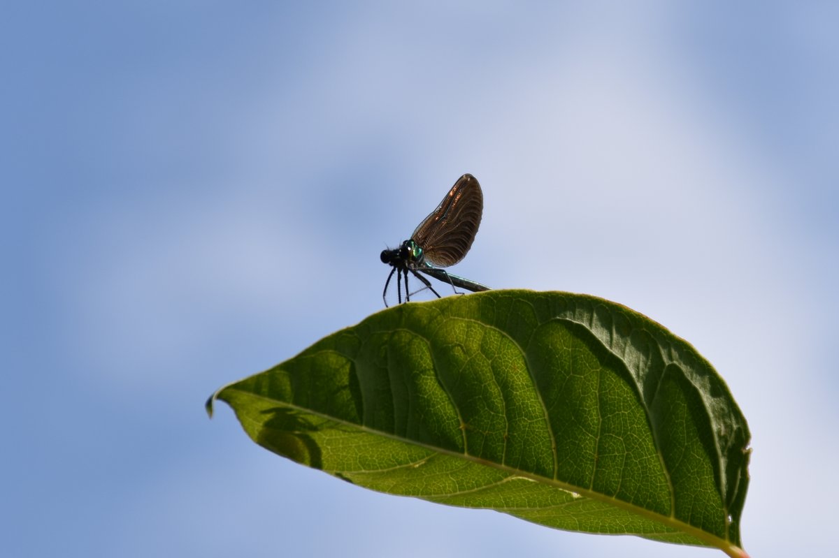 Fragile et beau